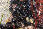 Mytilidae