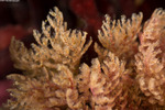 Bryozoa
