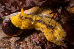 Doridoidea