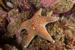 Neoasteroidea