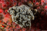 Tunicata