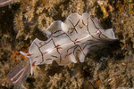 Euryleptidae