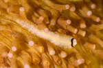 Annelida