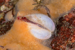 Euheterodonta