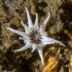Cnidaria