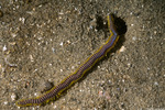 Annelida
