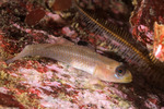 Gobies