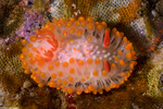 Triophinae