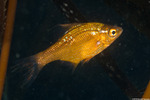 Brachyistius
