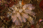 Clavelina