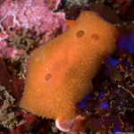 Aldisa
