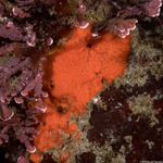 Clathria
