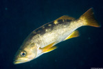 Sebastes (Sebastosomus)