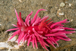 Onchidoridoidea