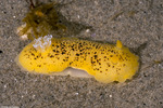 Doridoidea