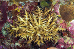 Corals