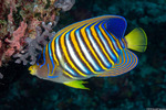 Acanthuriformes