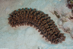Echinozoa