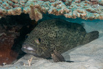 Perciformes