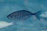 Uraspis