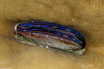 Mollusca