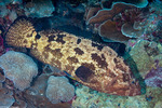 Perciformes
