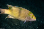 Pomacentrus