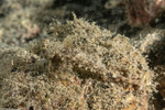 Callionymidae