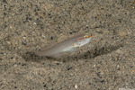 Gobiinae