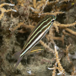 Cardinalfishes