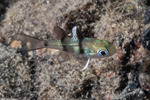 Apogonichthyoides