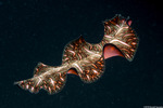 Pseudobiceros
