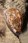 Erroneinae