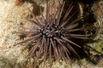 Echinometra