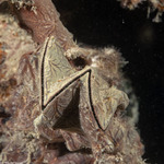 Bivalves