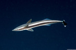 Echeneidae