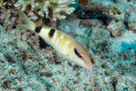 Mullidae