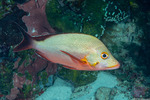Lutjanus