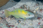 Scarus
