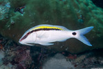 Mullidae