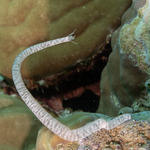 Echinozoa