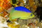 Angelfishes