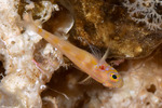 Gobiiformes