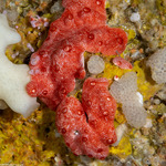Tunicata