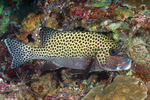 Plectorhinchinae
