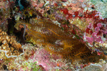 Comatulidae