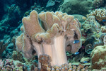 Alcyoniina