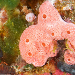 Aplousobranchia