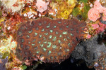 Stony Corals