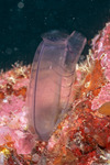 Tunicata